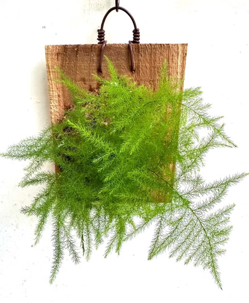 【文竹】植物上板 情人節禮物 生日禮物 觀葉植物 室內植物