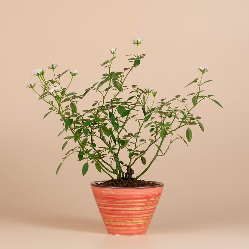 【日本植物】療癒植物 辦公室植栽 日本姫薔薇 迷你玫瑰