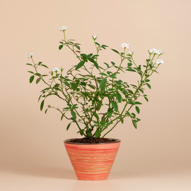 【日本植物】療癒植物 辦公室植栽 日本姫薔薇 迷你玫瑰