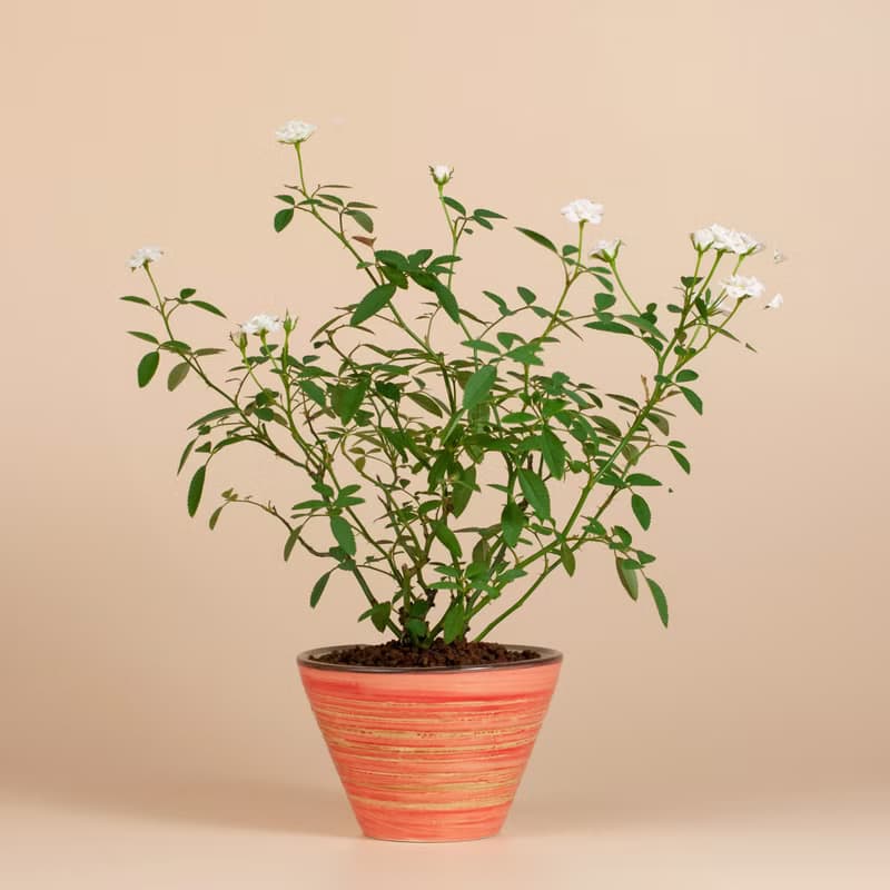 【日本植物】療癒植物 辦公室植栽 日本姫薔薇 迷你玫瑰