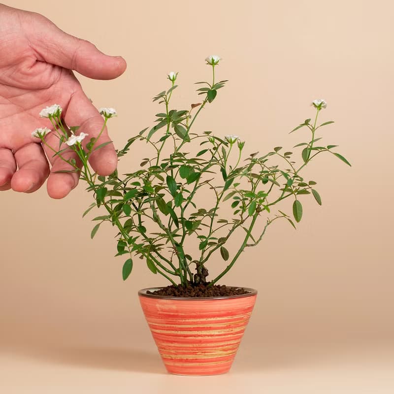 【日本植物】療癒植物 辦公室植栽 日本姫薔薇 迷你玫瑰