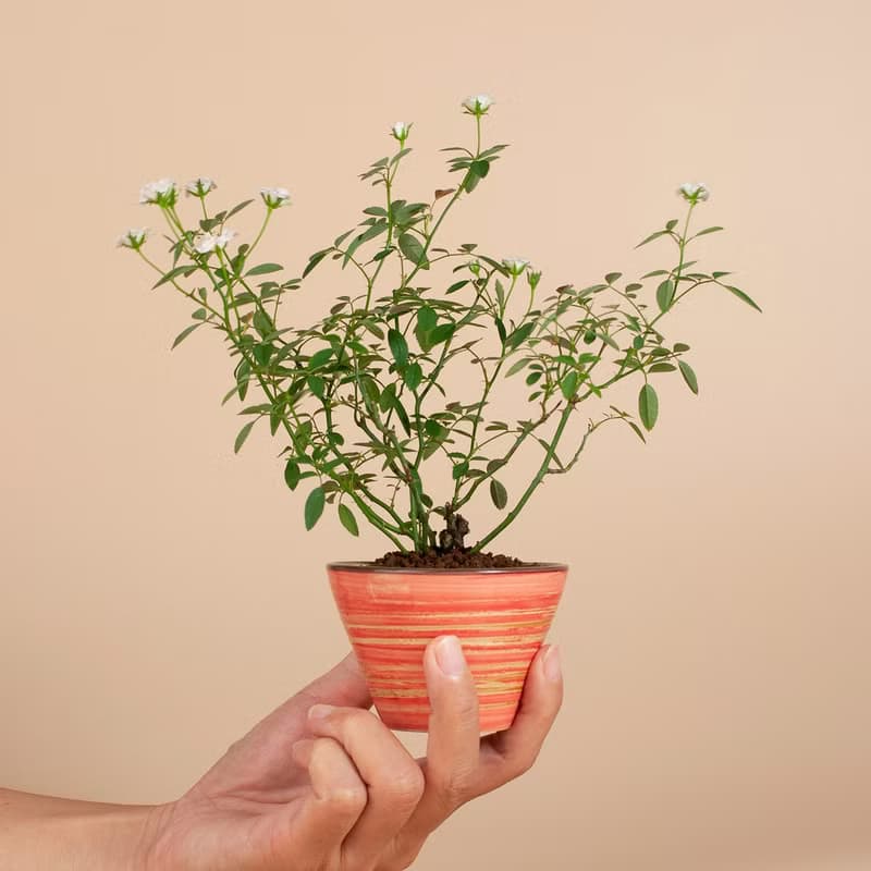 【日本植物】療癒植物 辦公室植栽 日本姫薔薇 迷你玫瑰