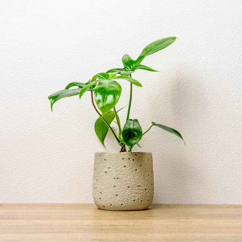 龍爪蔓綠絨懶人盆栽加圓點白小水泥盆 套盆 開幕盆栽推薦