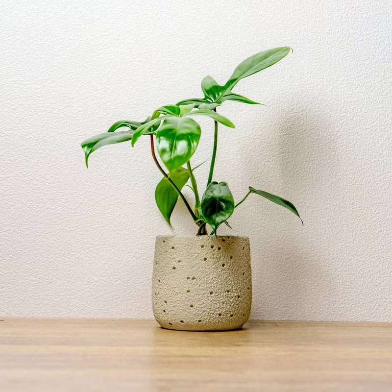 龍爪蔓綠絨懶人盆栽加圓點白小水泥盆 套盆 開幕盆栽推薦