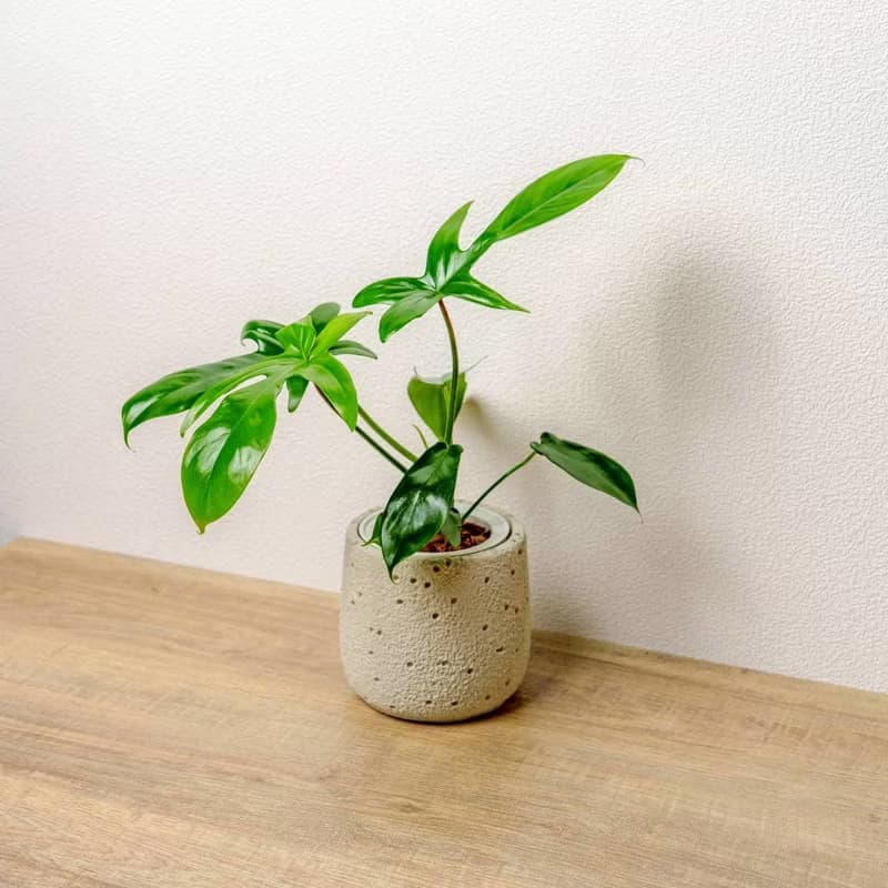 龍爪蔓綠絨懶人盆栽加圓點白小水泥盆 套盆 開幕盆栽推薦