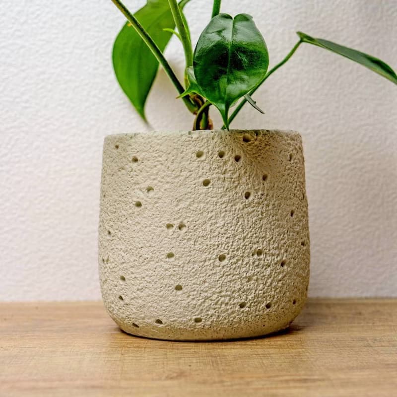 龍爪蔓綠絨懶人盆栽加圓點白小水泥盆 套盆 開幕盆栽推薦