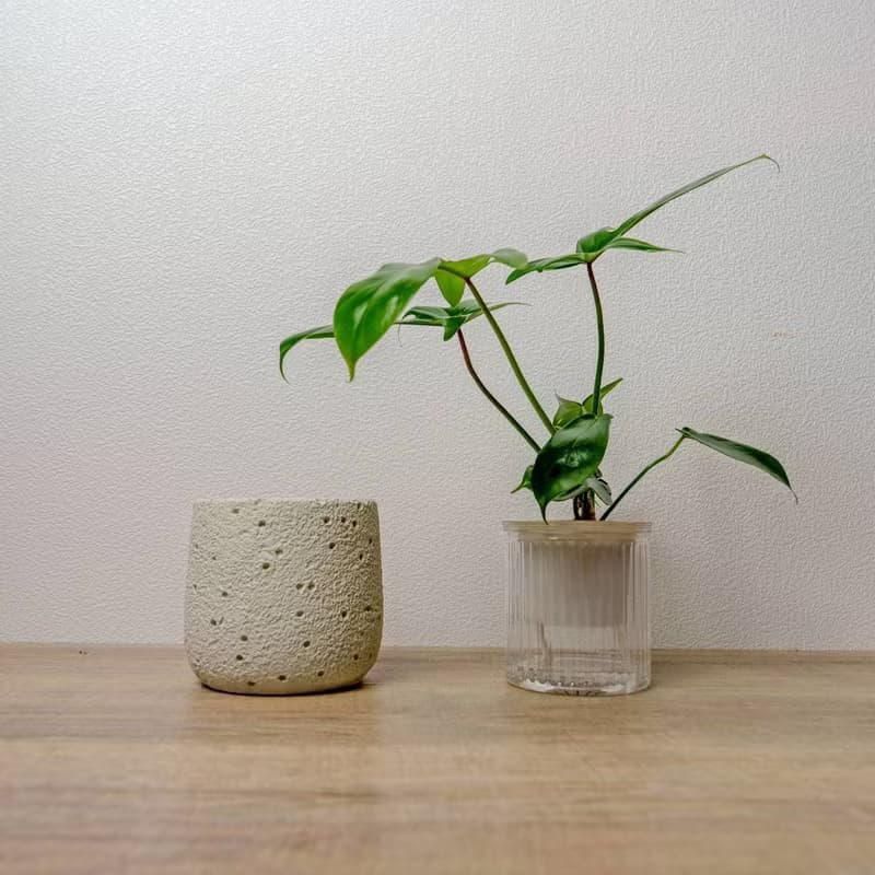 龍爪蔓綠絨懶人盆栽加圓點白小水泥盆 套盆 開幕盆栽推薦