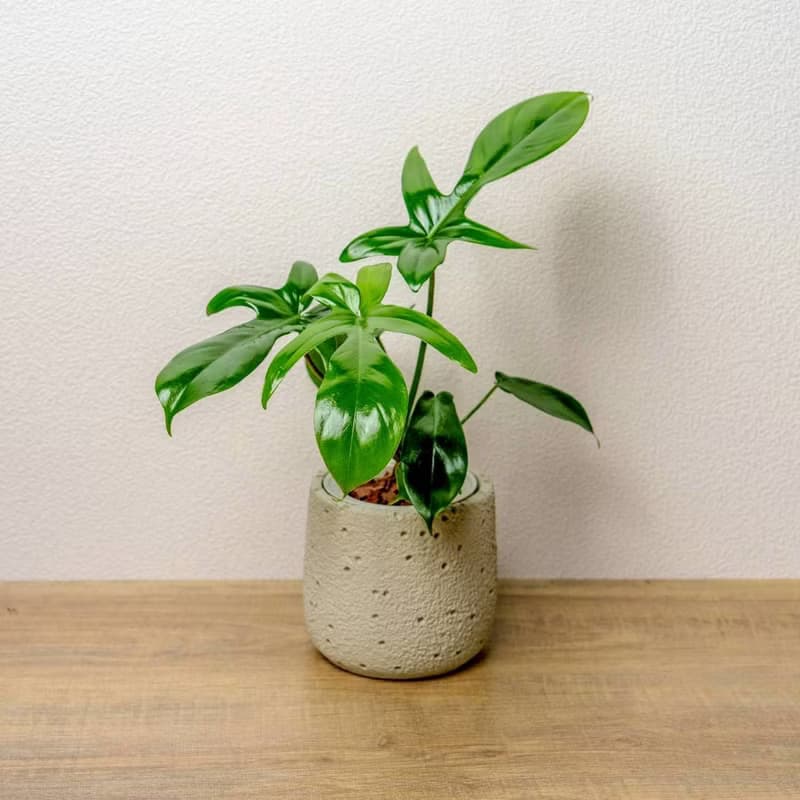 龍爪蔓綠絨懶人盆栽加圓點白小水泥盆 套盆 開幕盆栽推薦