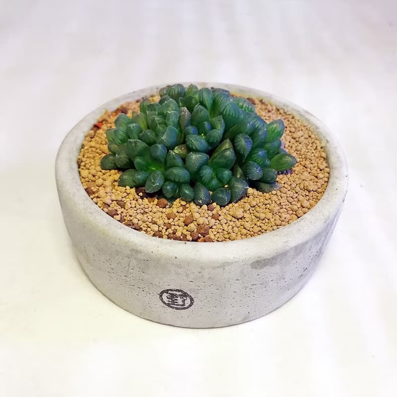 【野草不野】大扁圓 / 水泥盆器