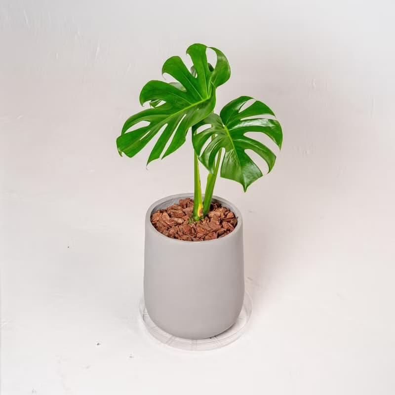 龜背芋 雅緻素面灰鎂泥盆盆栽 開幕盆栽推薦