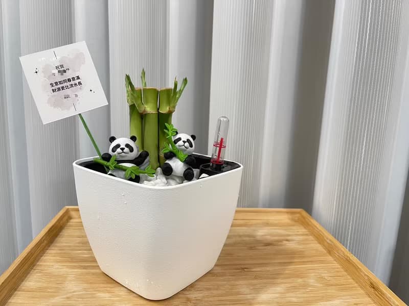 蕨美植栽 室內網美懶人土耕植栽-開運竹+方形懶人花盆 (附熊貓)