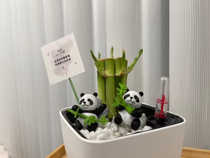 蕨美植栽 室內網美懶人土耕植栽-開運竹+方形懶人花盆 (附熊貓)