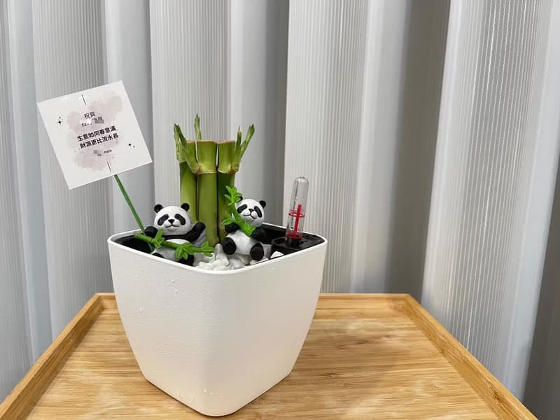 蕨美植栽 室內網美懶人土耕植栽-開運竹+方形懶人花盆 (附熊貓)