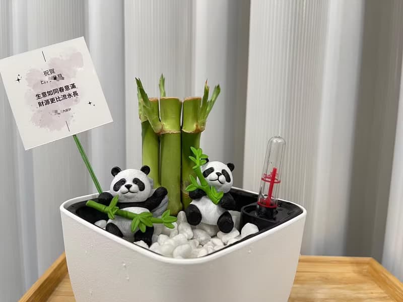 蕨美植栽 室內網美懶人土耕植栽-開運竹+方形懶人花盆 (附熊貓)