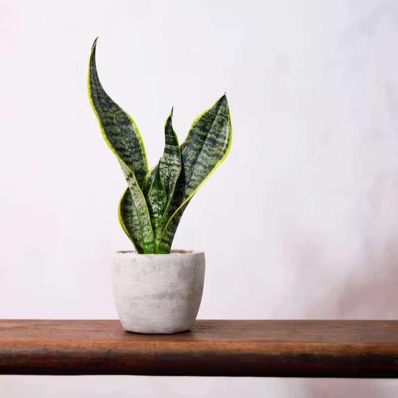 【室內盆栽】虎尾蘭盆栽  觀葉植物 綠化 盆栽 開幕送禮 禮物