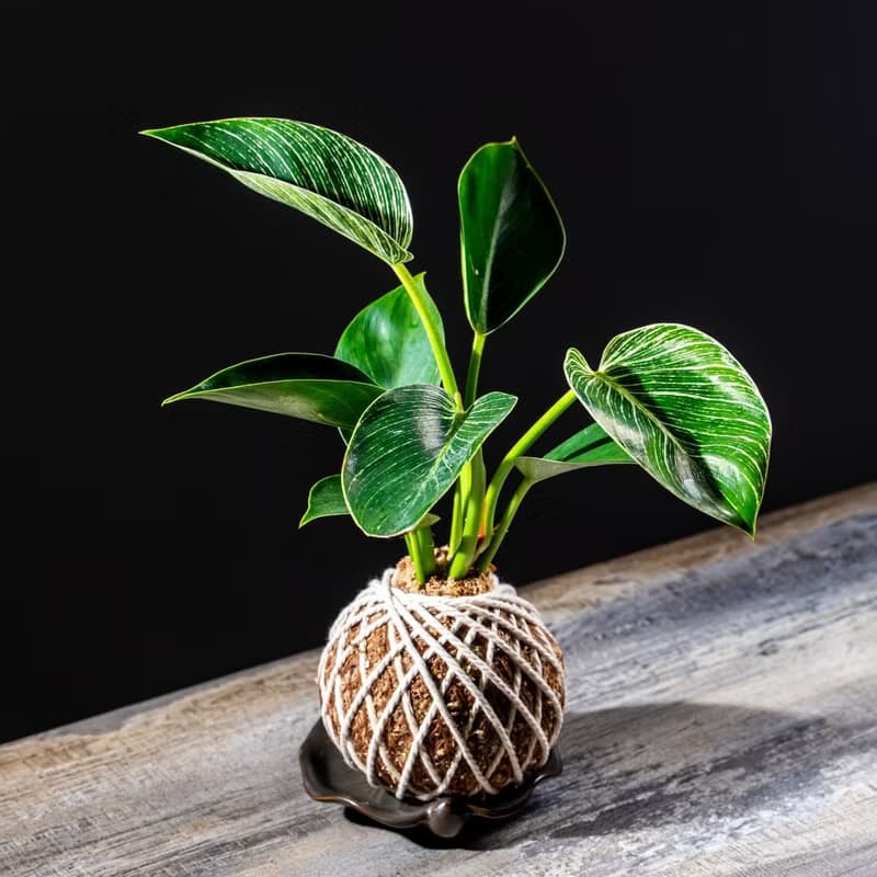 鉑金蔓綠絨苔球 苔球植物 苔玉 適合室內植物 辦公室植物 交換禮