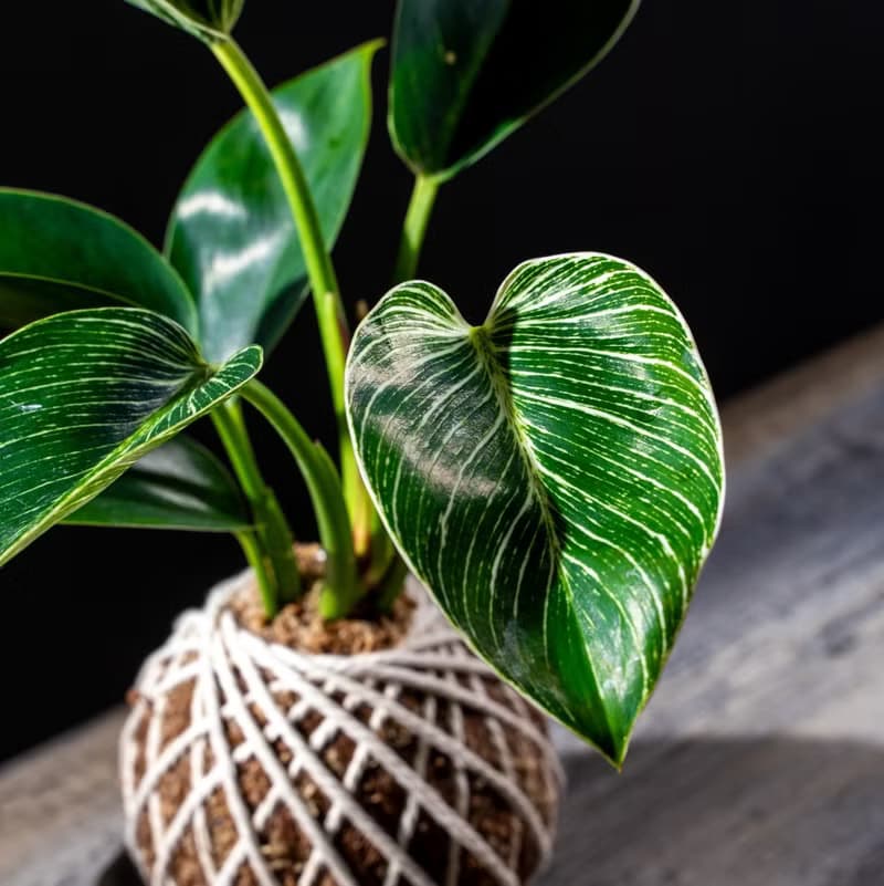 鉑金蔓綠絨苔球 苔球植物 苔玉 適合室內植物 辦公室植物 交換禮