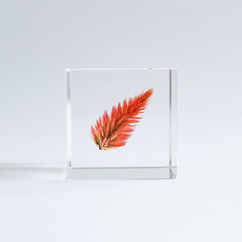 Sola cube 青葙立方塊_祝福之火