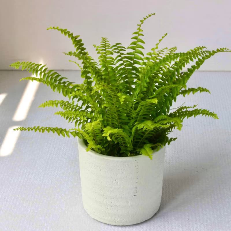植栽 盆栽 l 波士頓腎蕨  圓柱帶孔透氣水泥盆  室內強光植物