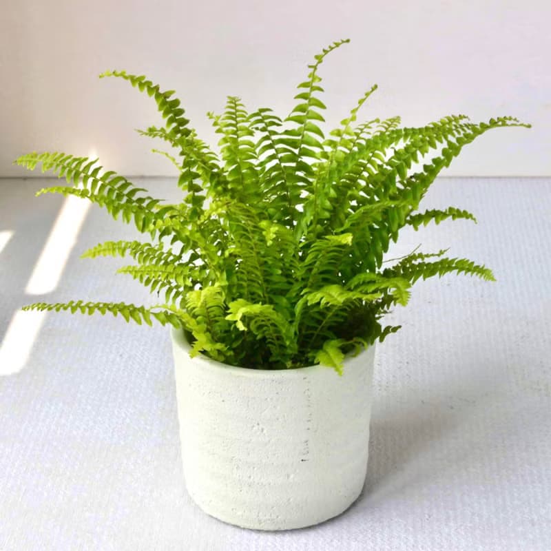 植栽 盆栽 l 波士頓腎蕨  圓柱帶孔透氣水泥盆  室內強光植物