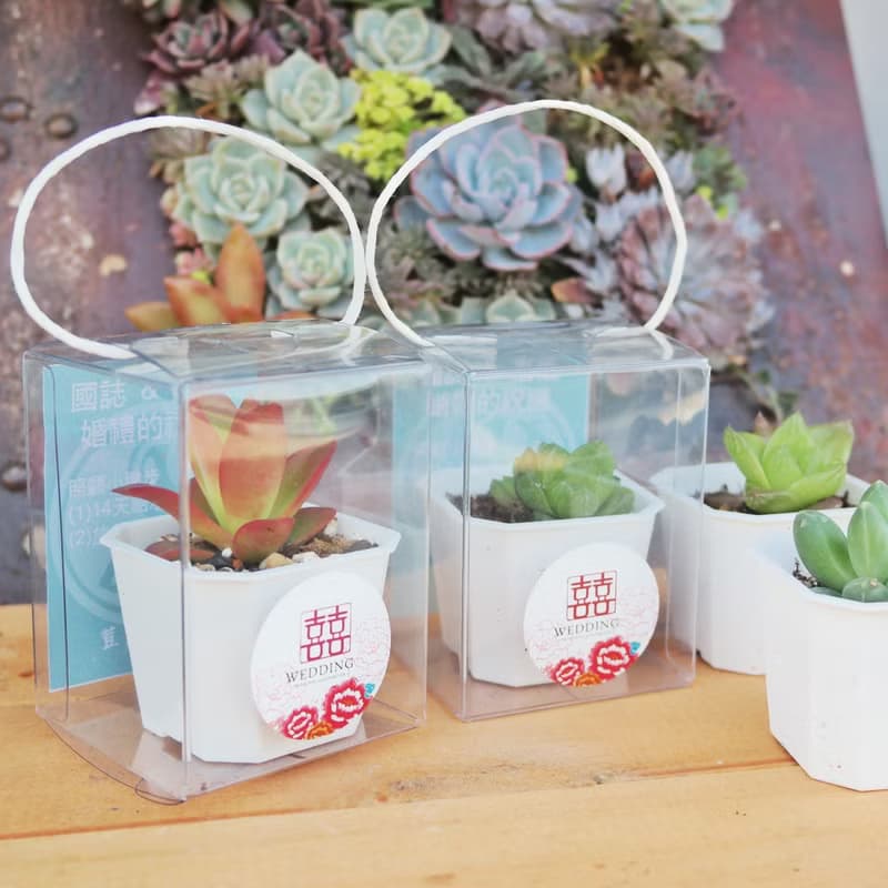 【荳荳多肉】【2吋盆組-50盆1組】│送禮│多肉植物│婚禮小物│