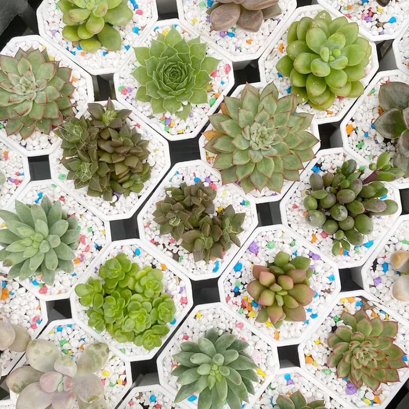 【荳荳多肉】【2吋盆組-50盆1組】│送禮│多肉植物│婚禮小物│