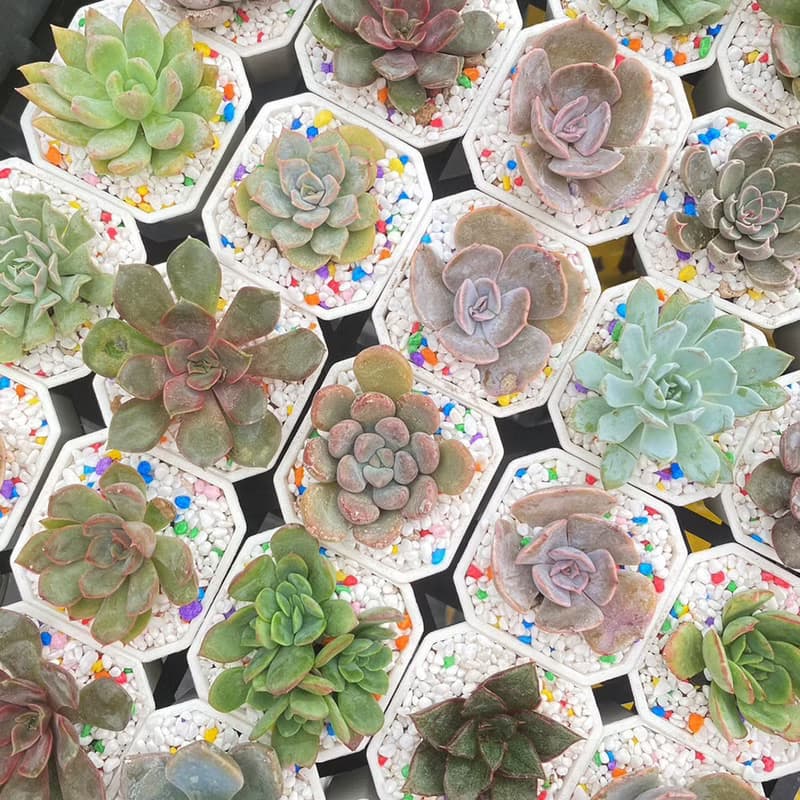 【荳荳多肉】【2吋盆組-50盆1組】│送禮│多肉植物│婚禮小物│
