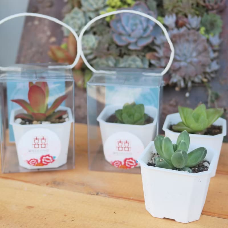 【荳荳多肉】【2吋盆組-50盆1組】│送禮│多肉植物│婚禮小物│