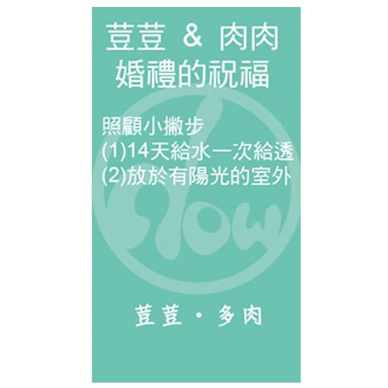 【荳荳多肉】【2吋盆組-50盆1組】│送禮│多肉植物│婚禮小物│