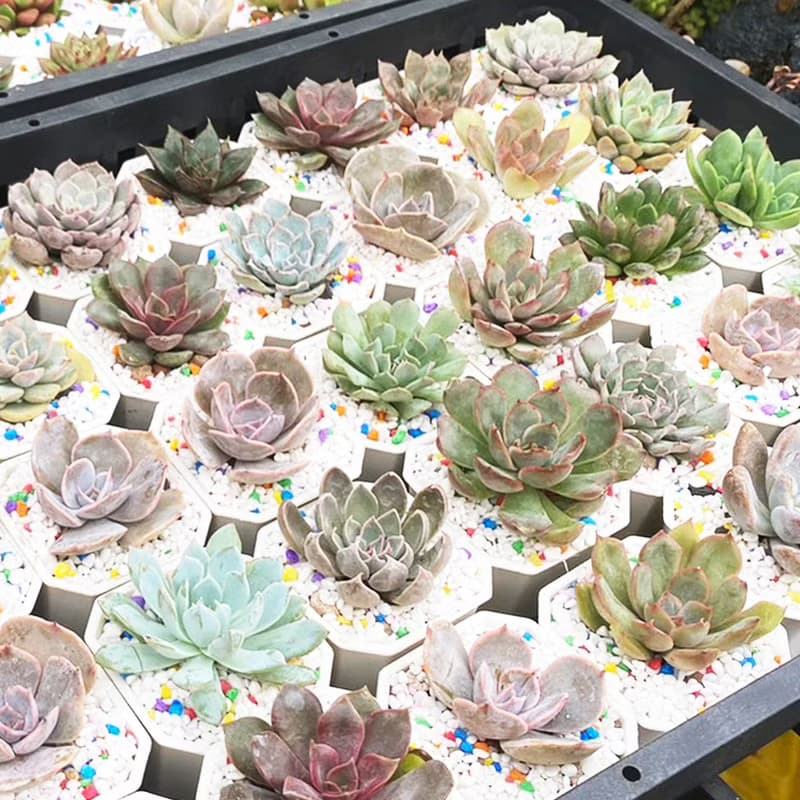 【荳荳多肉】【2吋盆組-50盆1組】│送禮│多肉植物│婚禮小物│