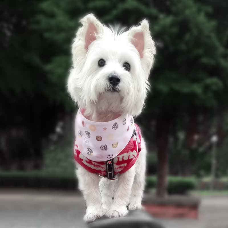 柴犬_雙面_寵物領巾(綁式)
