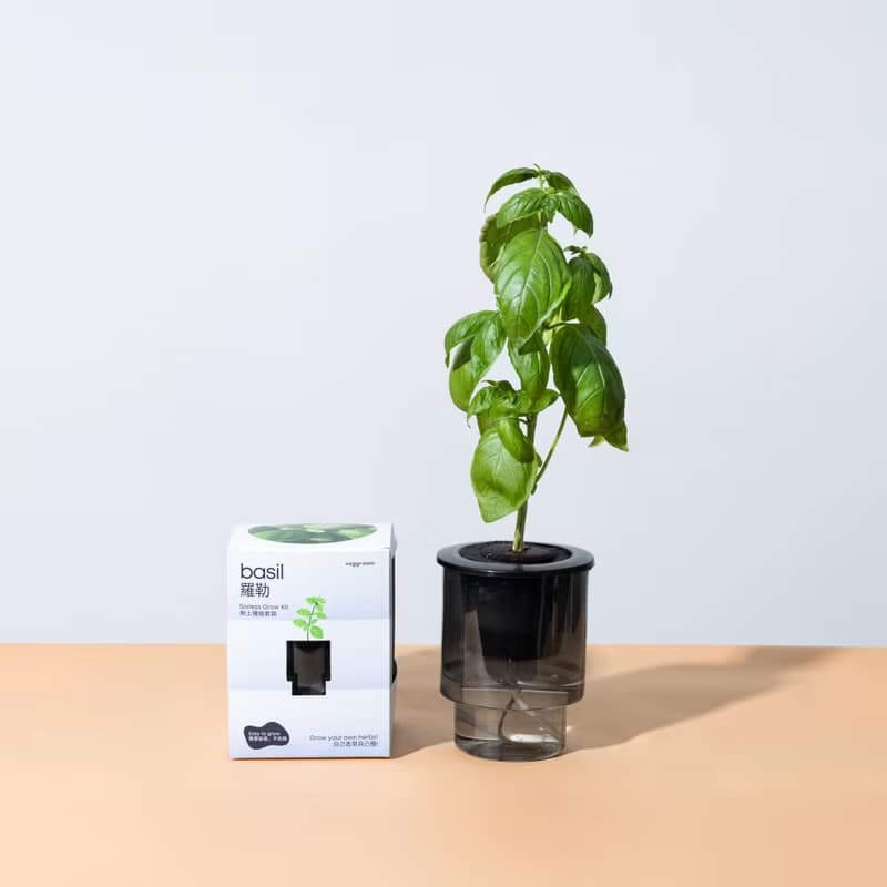 自己種 廚房香草系列: Veggroom 水耕羅勒種植套裝