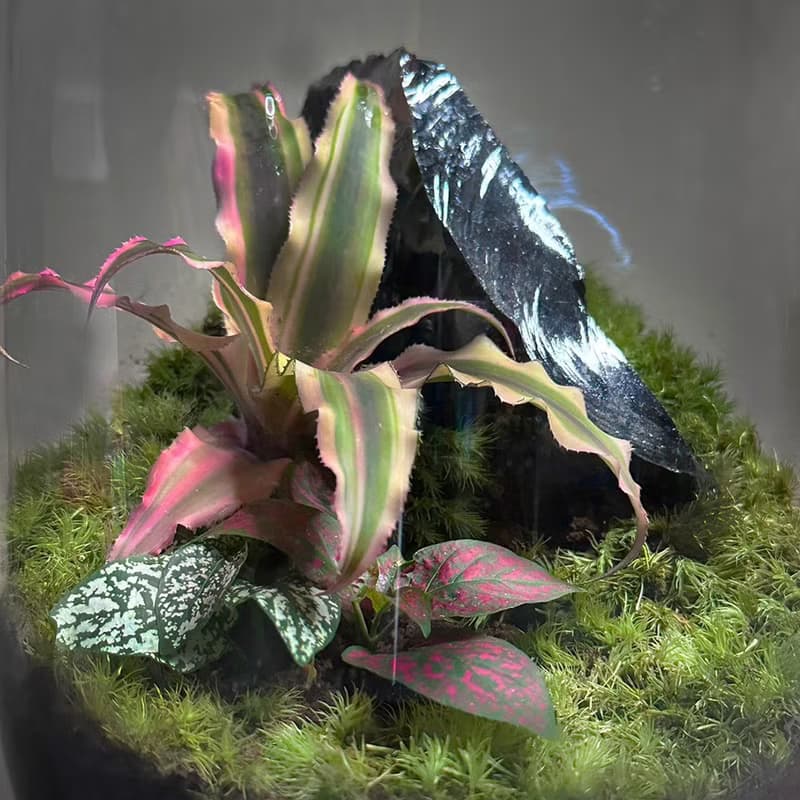 礦石風水生態缸  彩墨山水 / 黑曜石