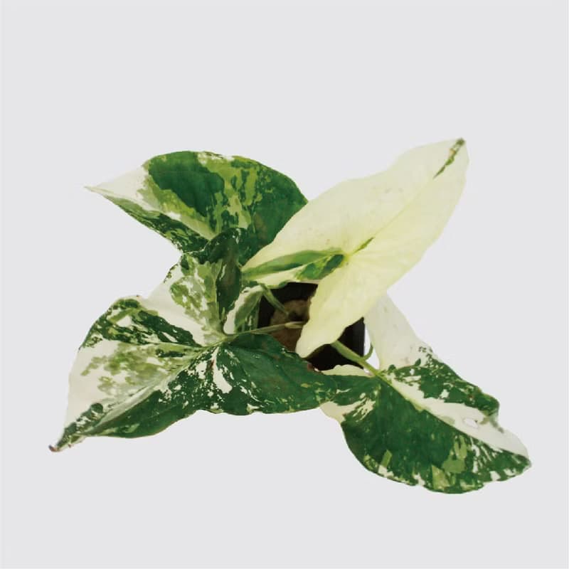 │ 方盆系列 │大理石合果芋 - 送禮植物 辦公室 室內 水耕植物