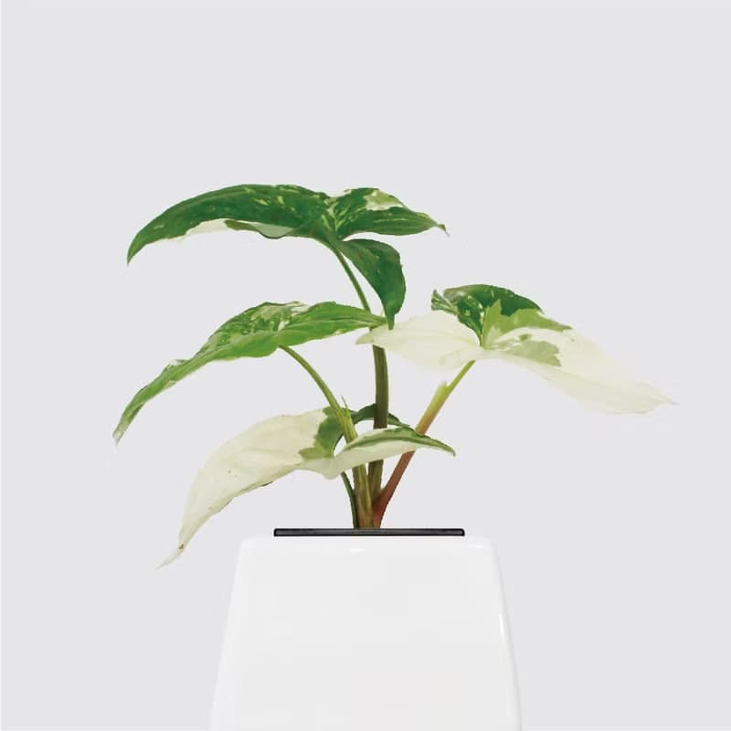 │ 方盆系列 │大理石合果芋 - 送禮植物 辦公室 室內 水耕植物