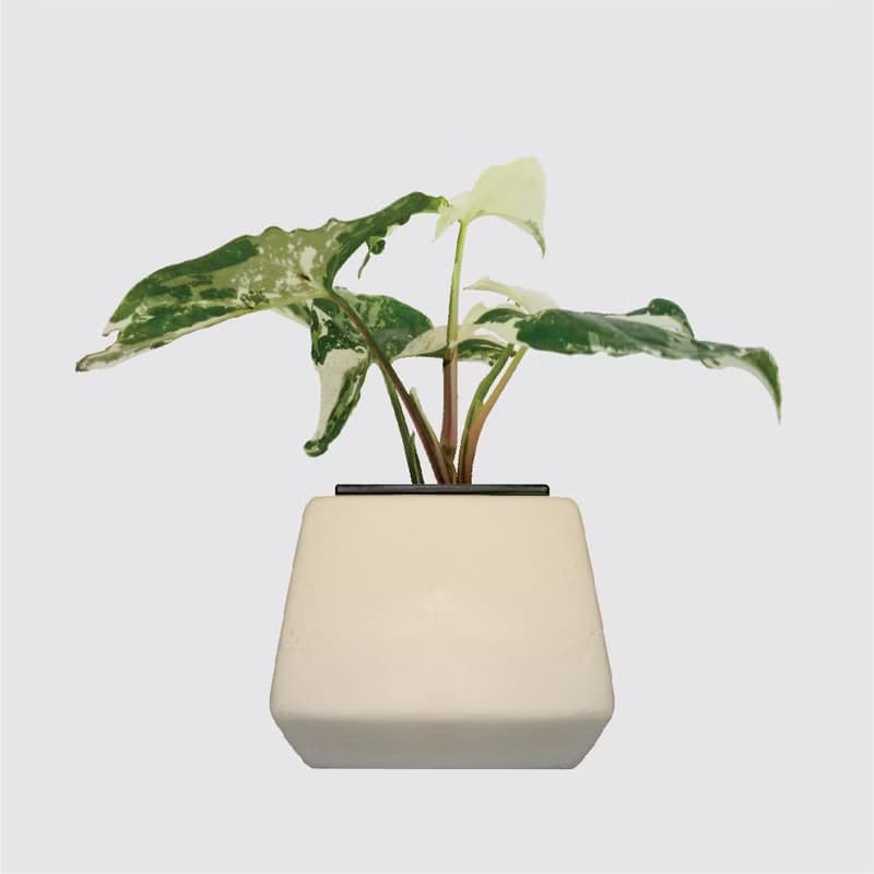 │ 方盆系列 │大理石合果芋 - 送禮植物 辦公室 室內 水耕植物