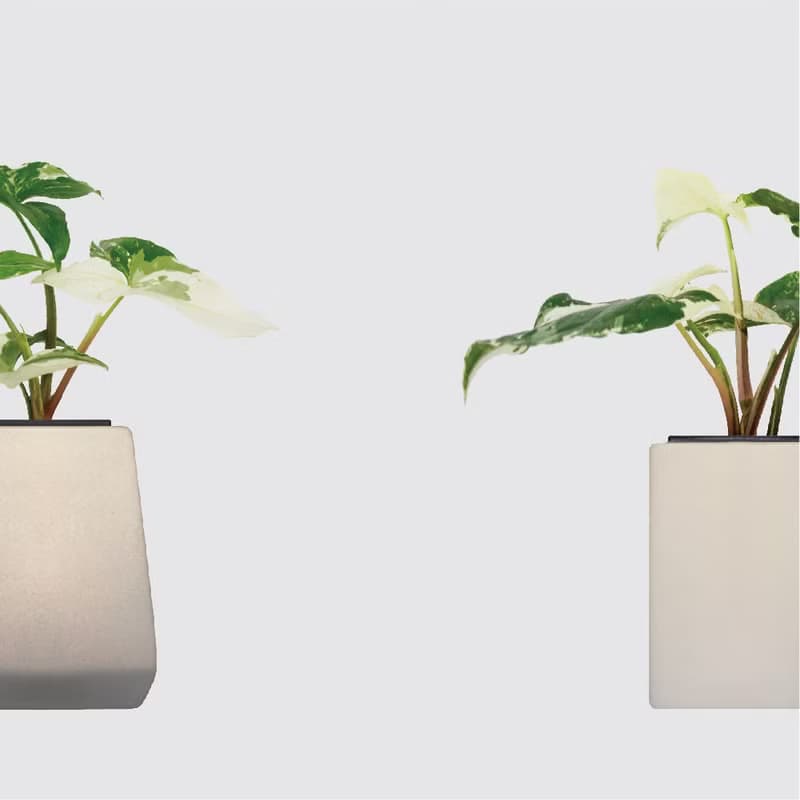 │ 方盆系列 │大理石合果芋 - 送禮植物 辦公室 室內 水耕植物