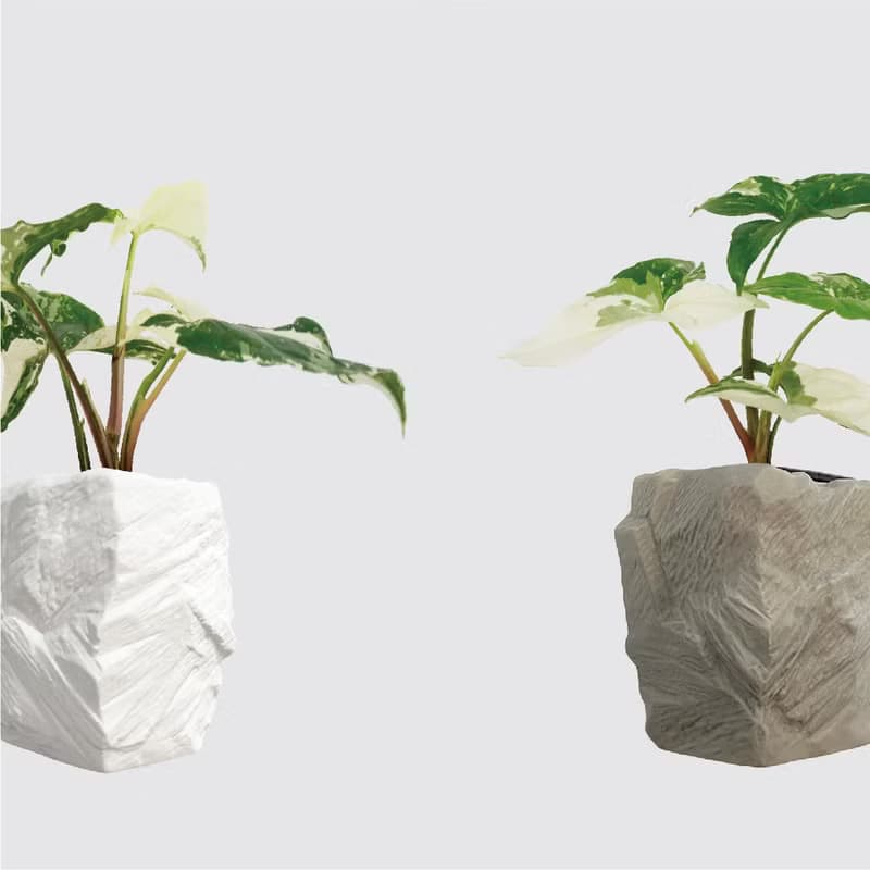 │ 方盆系列 │大理石合果芋 - 送禮植物 辦公室 室內 水耕植物