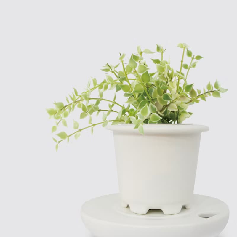 │ 窯瓷系列 │ 百萬心 - 垂吊植物  水耕盆栽 瓷器