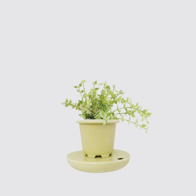 │ 窯瓷系列 │ 百萬心 - 垂吊植物  水耕盆栽 瓷器