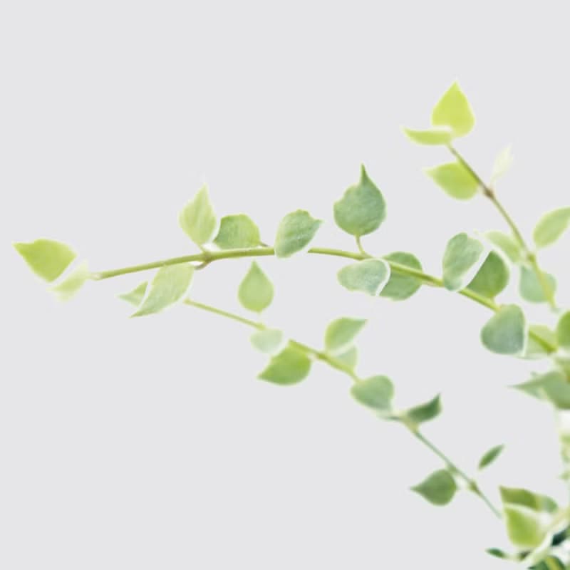 │ 窯瓷系列 │ 百萬心 - 垂吊植物  水耕盆栽 瓷器
