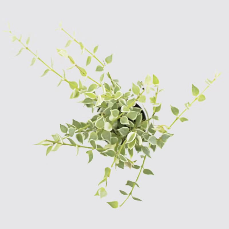 │ 窯瓷系列 │ 百萬心 - 垂吊植物  水耕盆栽 瓷器