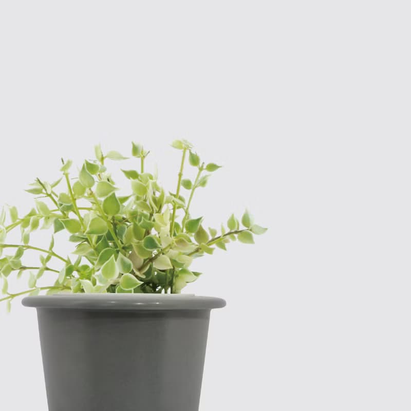 │ 窯瓷系列 │ 百萬心 - 垂吊植物  水耕盆栽 瓷器