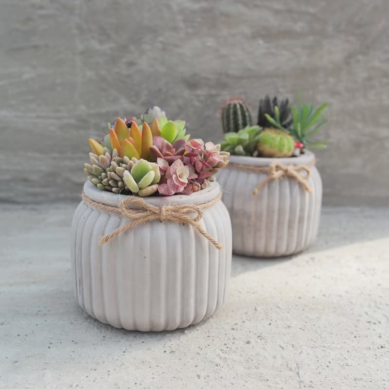 【荳荳多肉】【歐式花器多肉植栽組】喬遷│送禮│升遷│多肉植物