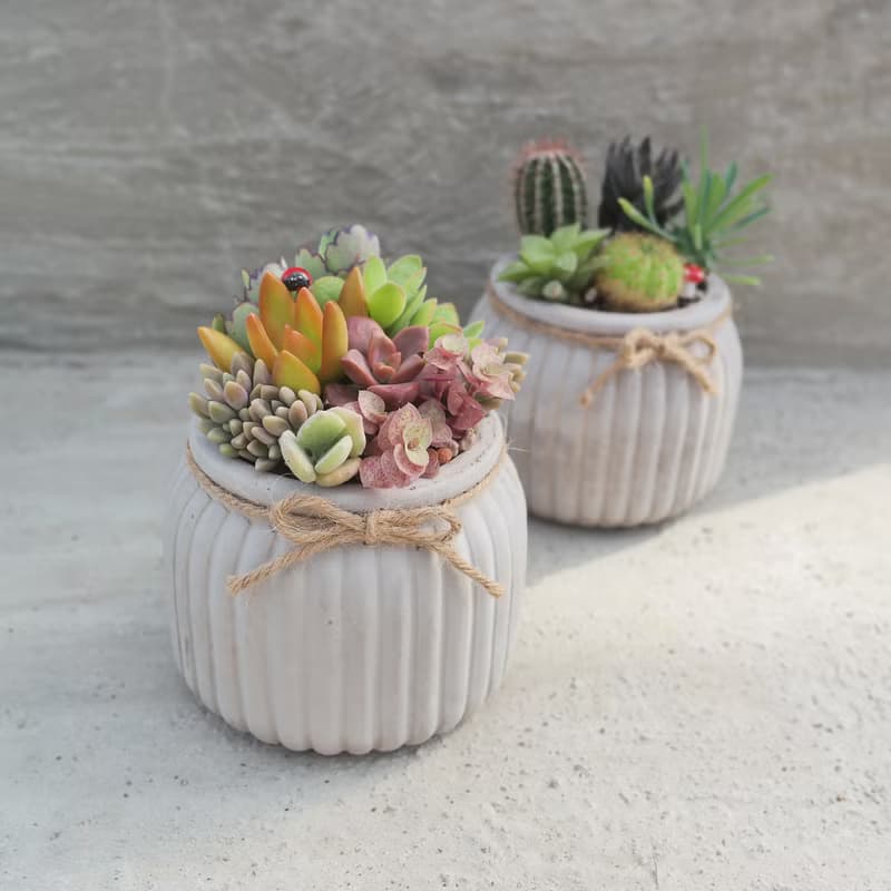 【荳荳多肉】【歐式花器多肉植栽組】喬遷│送禮│升遷│多肉植物