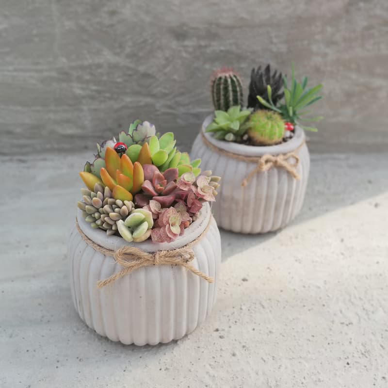 【荳荳多肉】【歐式花器多肉植栽組】喬遷│送禮│升遷│多肉植物