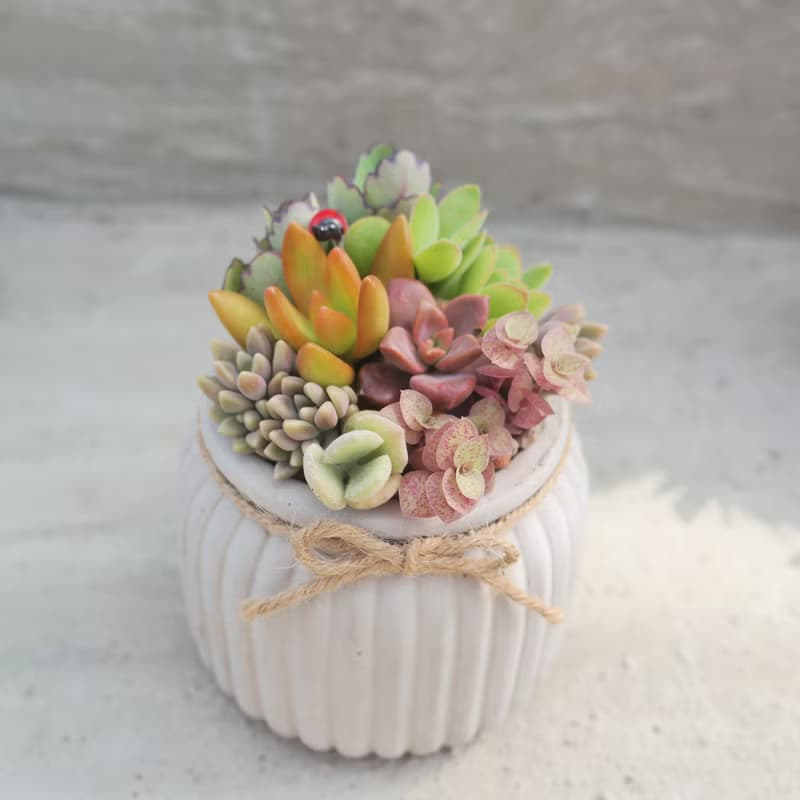 【荳荳多肉】【歐式花器多肉植栽組】喬遷│送禮│升遷│多肉植物