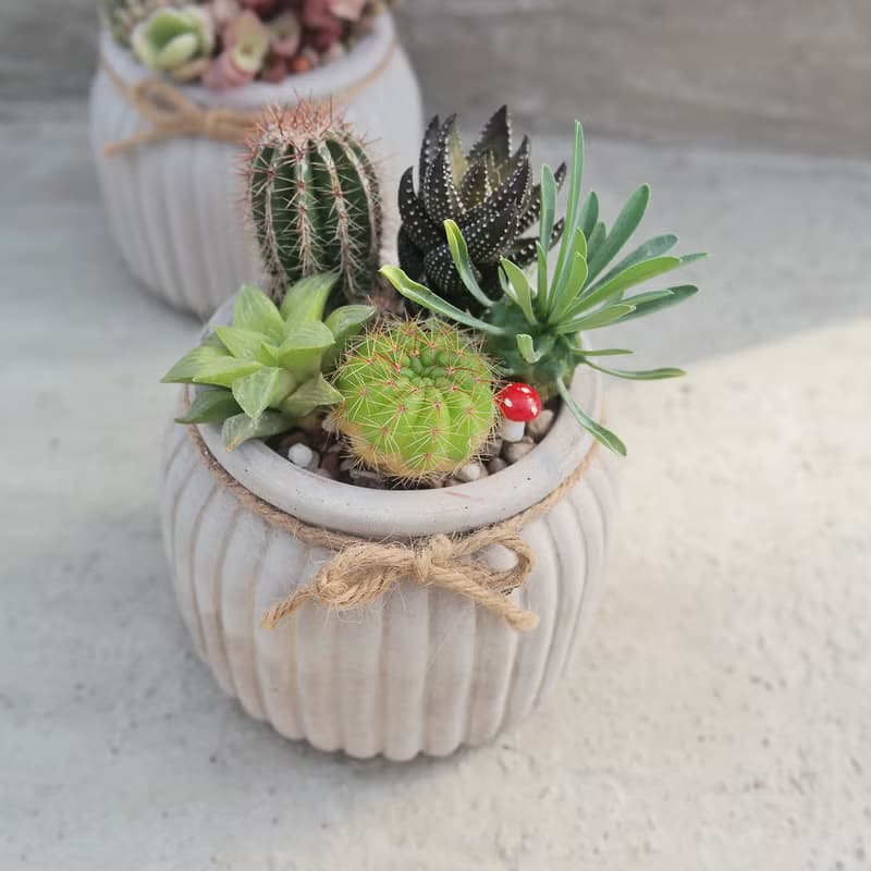 【荳荳多肉】【歐式花器多肉植栽組】喬遷│送禮│升遷│多肉植物