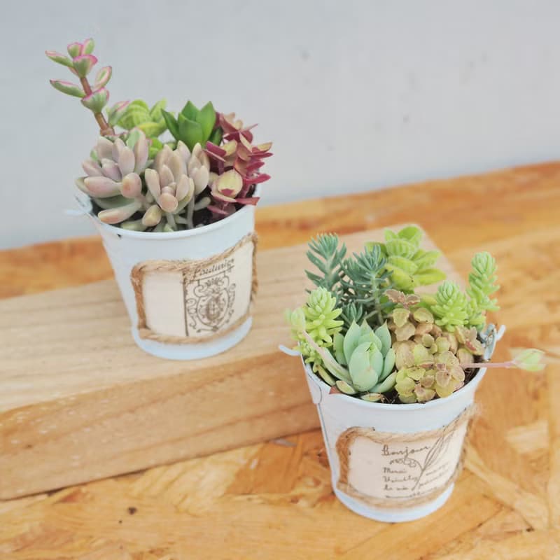【荳荳多肉】【鄉村風可愛水桶組合】喬遷│送禮│升遷│多肉植物