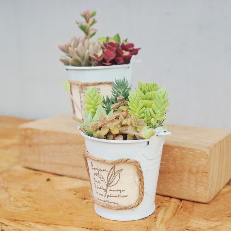 【荳荳多肉】【鄉村風可愛水桶組合】喬遷│送禮│升遷│多肉植物